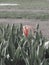 Red-and-white tulip flower. Spring tulips. Nature background, selective focus on the flower heads.