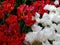 red and white tulip flowers in a garden in spring season