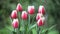 Red and white tulips