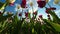 Red and white tulips against the blue sky. UHD Video