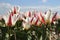 Red and white tulips and blue sky