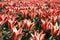 Red and white tulips and blue sky