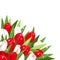 Red and white tulips with dew drops. Vector illustration.