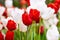 Red and White Tulips flower, beautifuly flower in garden