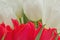 Red and white tulips with green leaves