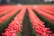 Red White Tulips Rows Bend Towards Sunlight Floral Agriculture F