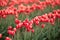 Red White Tulips Rows Bend Towards Sunlight Floral Agriculture F
