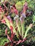 Red and White Variegated Pitcher Plant