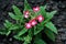 Red and white verbena flowers blooming top view, dark soil and leaves background