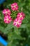 Red and white verbena flowers in a garden