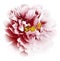 Red-white watercolor peony flower with yellow stamens on an isolated white background with clipping path. Closeup. For design.
