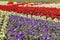 Red and white wax begonias growing in the shape of the British flag