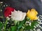 red, white and yellow colors for gift roses