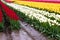 Red, white, and yellow tulips planted in fields of tulip stripes of colors