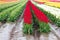 Red, white, and yellow tulips planted in fields of tulip stripes of colors