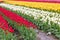 Red, white, and yellow tulips planted in fields of tulip stripes of colors