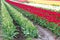 Red, white, and yellow tulips planted in fields of tulip stripes of colors