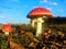 Red and wihte fly agaric in autumn with blue sky