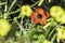 Red wild anemone flowers among green grass close-up