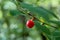 Red wild berry growing on the bush in the forest