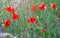 Red wild field poppies in the daytime