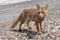 Red wild fox Vulpes standing on the stoned road, Hoya de la Mora, wildlife of Spain
