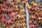 Red Wild grapes on the background of old wooden doors in autumn.Shiny Wild grape vines on the wall with berries