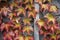 Red Wild grapes on the background of old wooden doors in autumn.Shiny Wild grape vines on the wall with berries