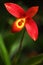 Red wild orchid Phragmipedium bessae. Exotic plant in the nature. Red orchid in the nature habitat. Bloom of red orchid in the