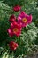 Red Wild Peony Flowers In A Garden