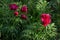 Red Wild Peony Flowers In A Garden