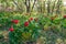 Red wild peony flowers Paeonia peregrina field near Enisala, Romania, on a protected reservation. This herbaceous perennial