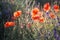 Red wild poppies closeup in sunshine flare