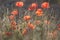 Red wild poppies closeup in sunshine flare