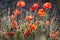 Red wild poppies closeup in sunshine flare