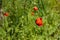 Red wild poppies in tall green grass