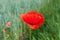 Red wild poppy flower growing in summer green fields, soft selective focus