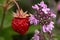 Red wild strawberry near scented wild thyme