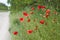 Red wildflowers. Grow near the road. Poppies. Summer.