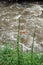 Red wildflowers on the side of a river