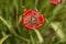 A red wilted/ dying tulip flower