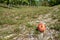 Red windfall apple on a country lane