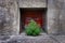 Red Window Green Weed Plant Growing Concrete