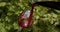 Red Wine being poured into Glass,