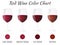 Red wine color chart. Hand drawn wine glasses.