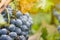 Red wine grape bunch in vineyard covered with rain drops