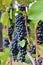 Red wine grape clusters ripe at harvest time