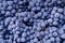 Red wine grape. Dark grapes background. Isabella grape. Blue grapes. Grape vine.