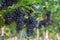 Red wine grapes background, Vineyards at sunset, grape harvest,