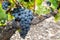 Red wine grapes of bordeaux vine